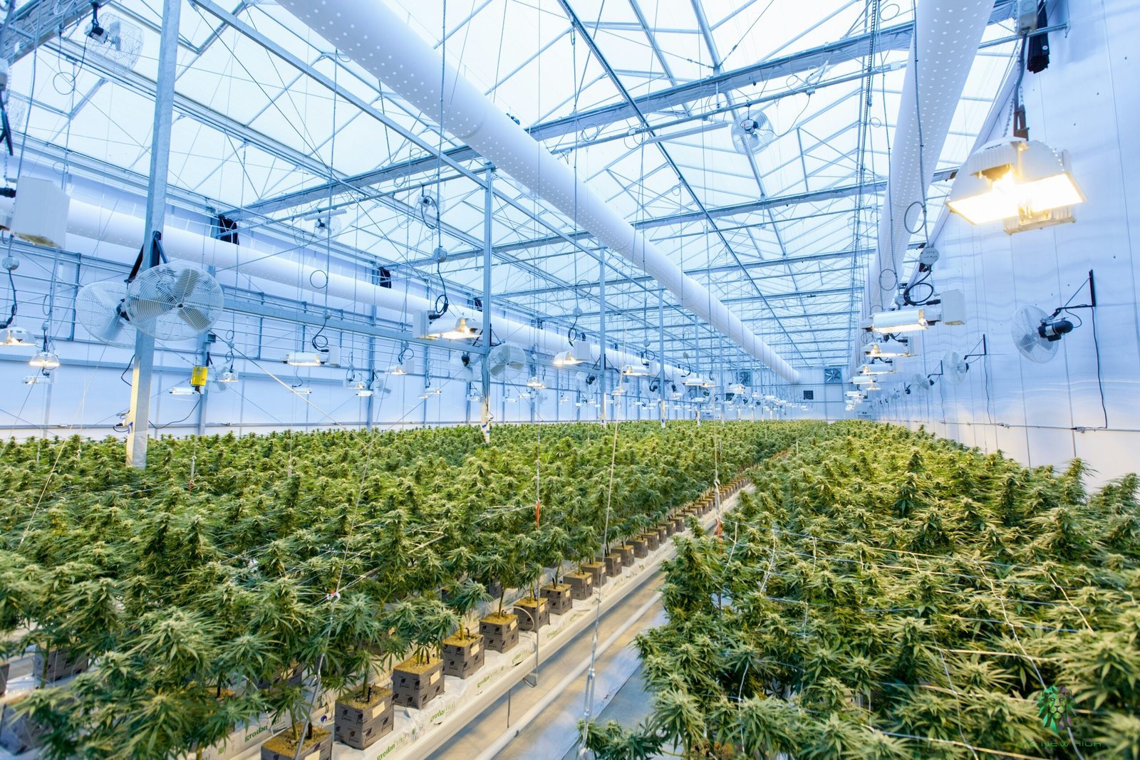 Read more about the article The Future of Cannabis: Trends to Watch in 2024