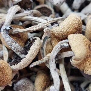 Cuban Cubensis Mushrooms